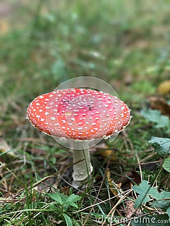 Toadstool in the Woods Stock Photo